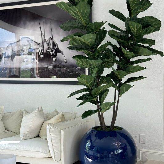 30" Blue Globe Planter with Fiddle Leaf Fig