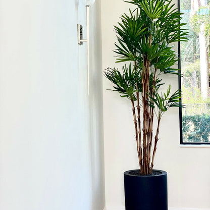 XL Black Pot Palm Tree